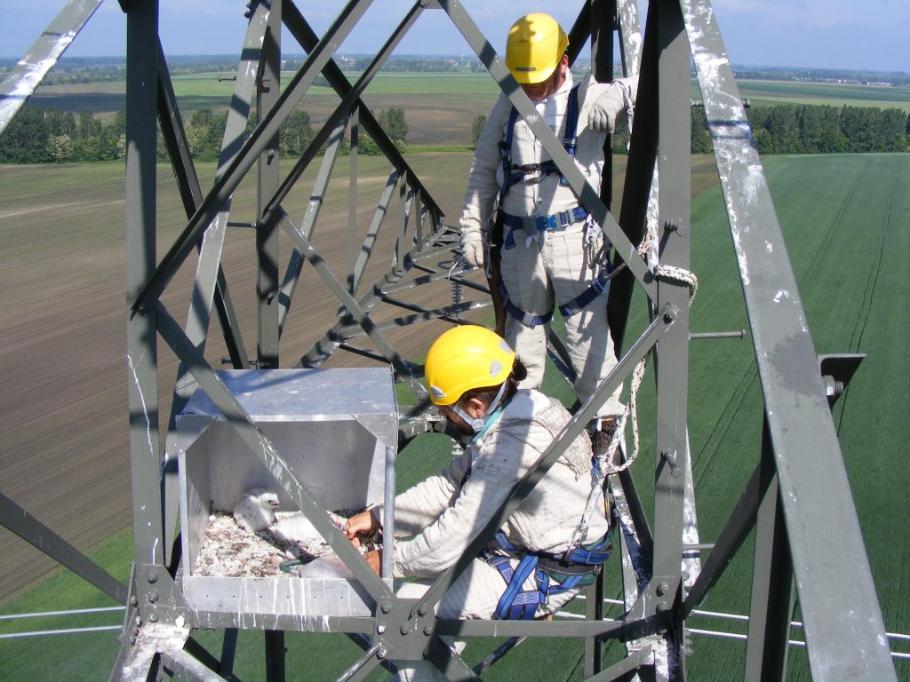 Placing of artificial nests on high voltage transmission line towers