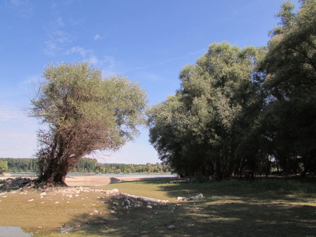 Floodplain forest along the River Danube