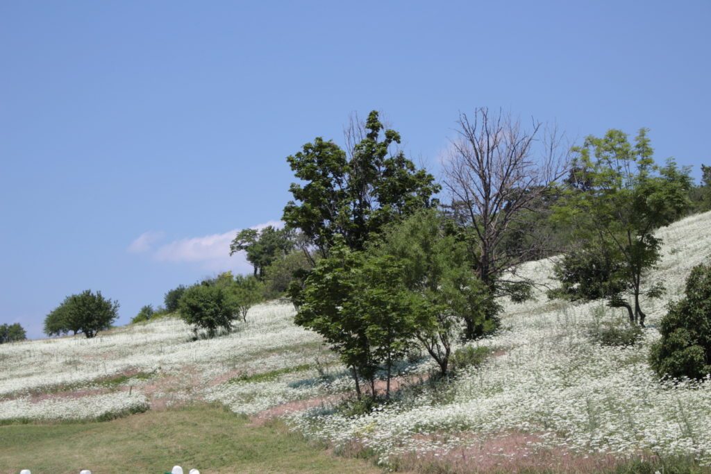 Hill-side with Orlay chervil